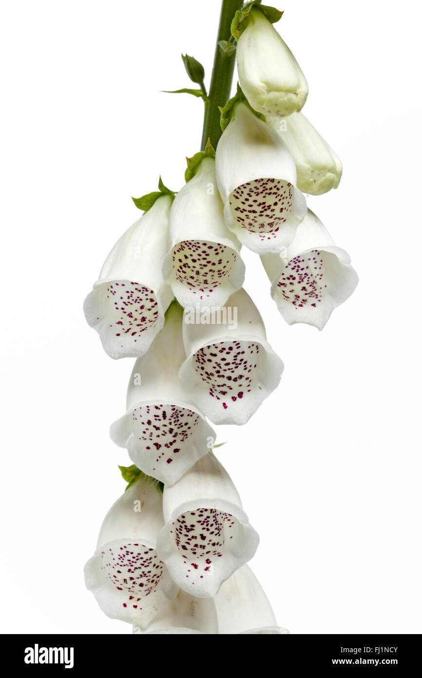 Frische weiße Digitalis Purpurea Blumen isoliert auf weißem Hintergrund Stockfoto