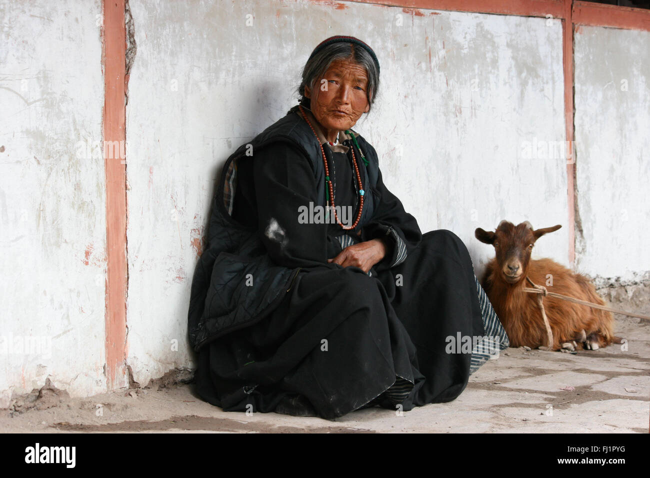 Frau mit Ziege in Hemis Kloster, Ladakh, Indien Stockfoto