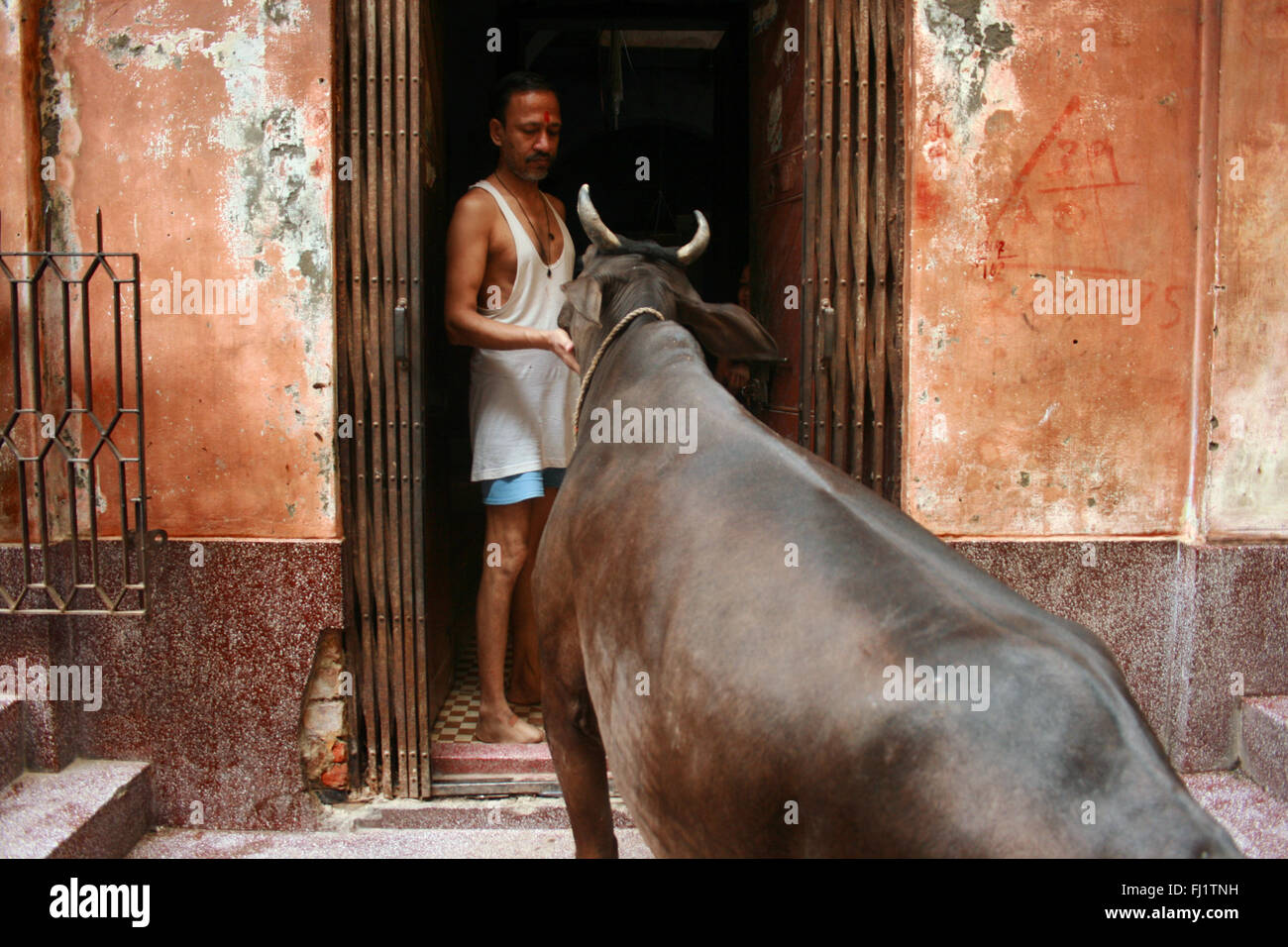 Mann Fütterung heilige Kuh in Varanasi, Indien Stockfoto