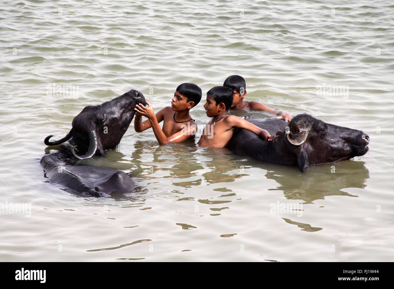 Kinder spielen mit Büffel in den Ganges, Varanasi, Indien Stockfoto