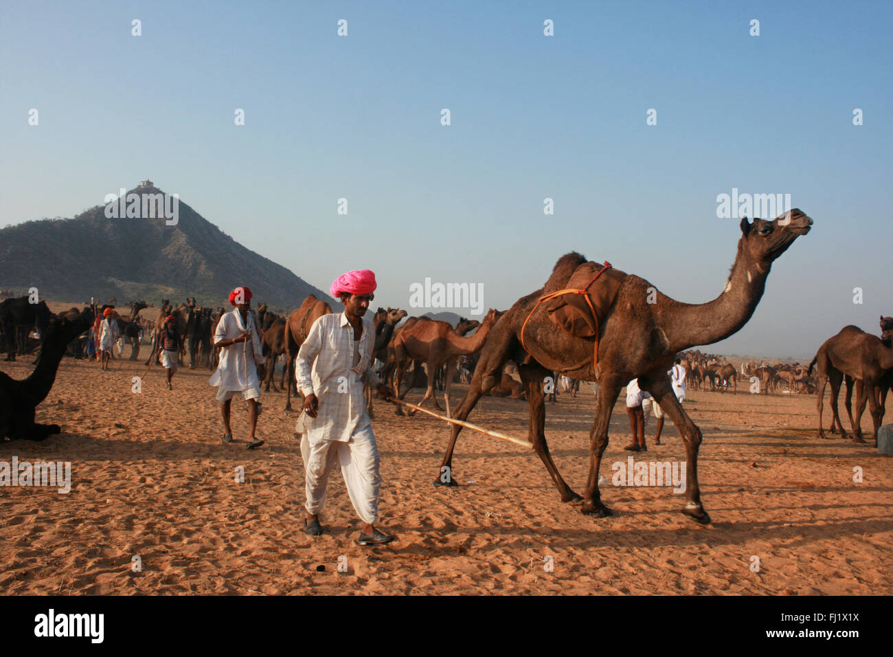 Rajasthani Kamel-Treiber auf der Mela Boden während Pushkar Mela, Indien Stockfoto