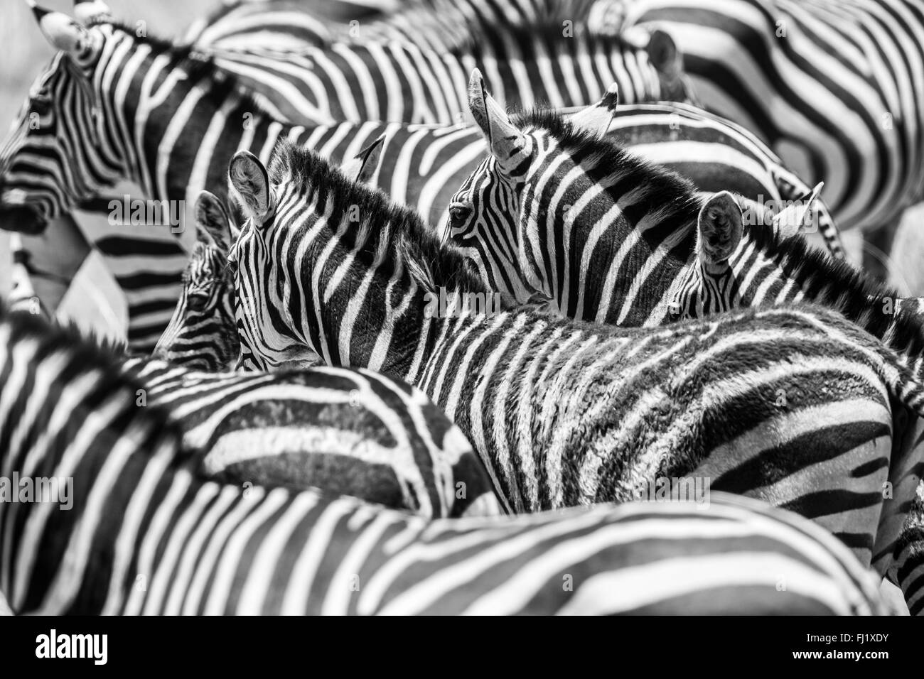 Nahaufnahme einer Schafherde mit schwarzen und weißen zebras Stockfoto
