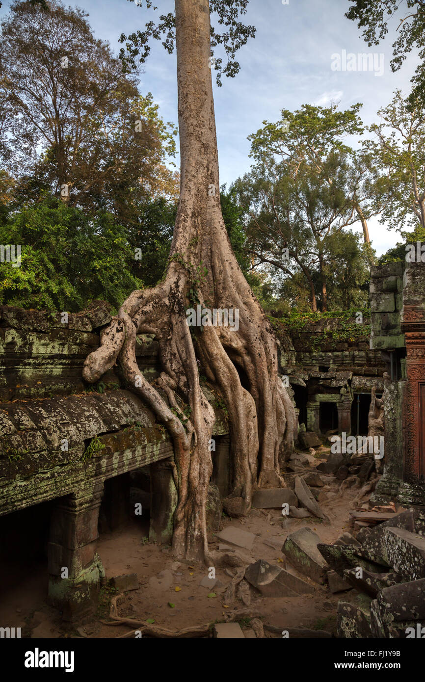 Baum in Ta Prohm, Siem Reap, Kambodscha Stockfoto