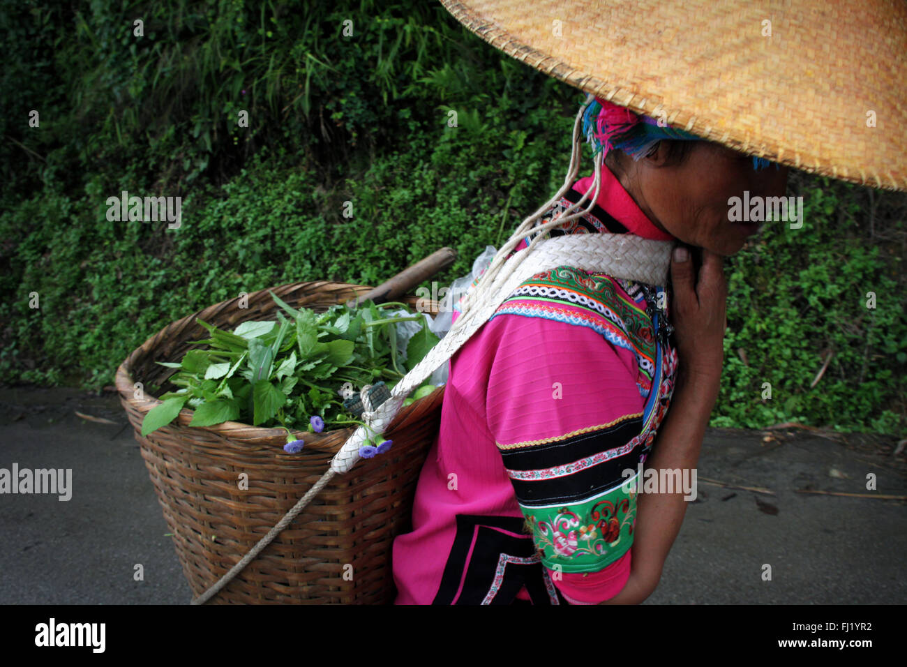 Frau in die Felder mit Korb und konischen Hut, Yuanyang, Guizhou, China Stockfoto
