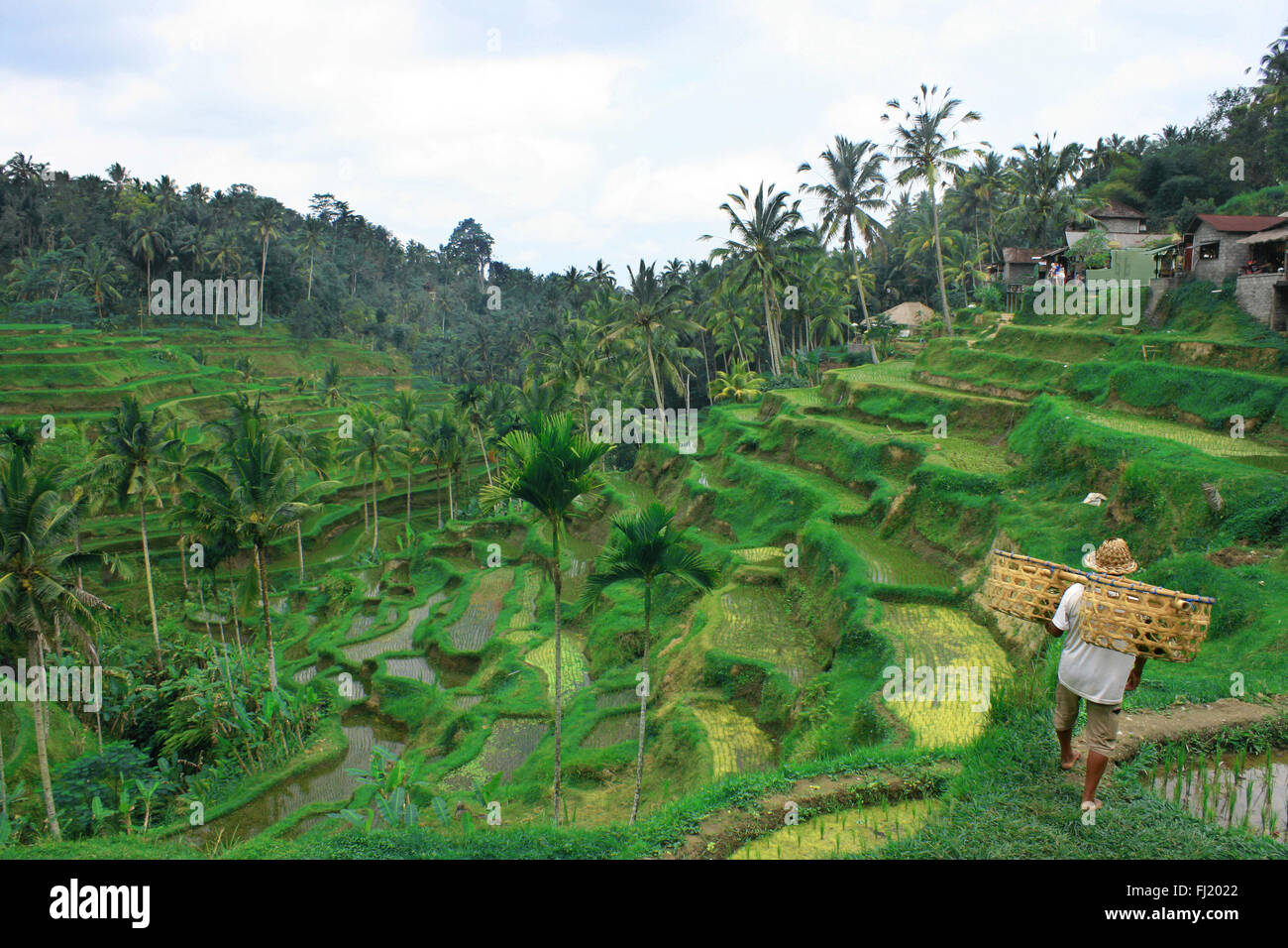 Grüne Landschaft von Bali, Indonesien Stockfoto