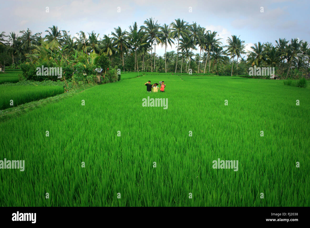 Grüne Landschaft von Bali, Indonesien Stockfoto