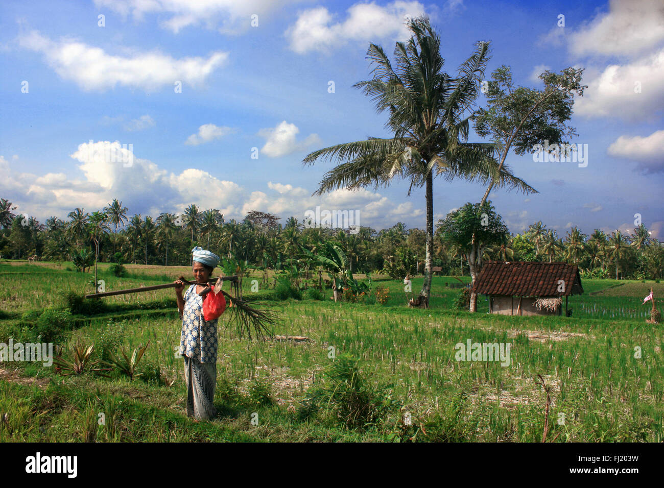 Grüne Landschaft von Bali, Indonesien Stockfoto