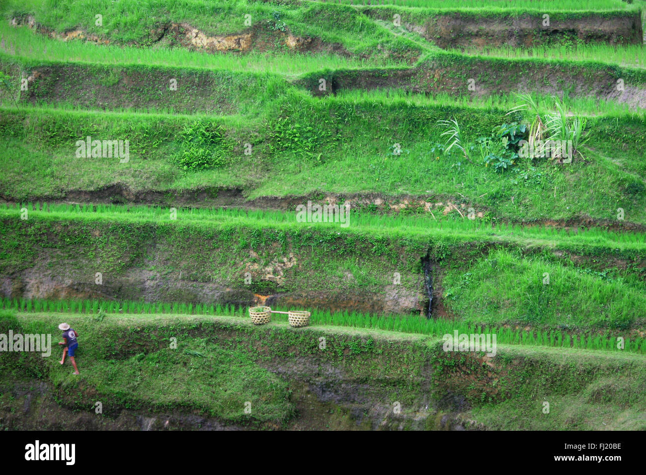Terraced Rice Fields, grüne Landschaft von Bali, Indonesien Stockfoto