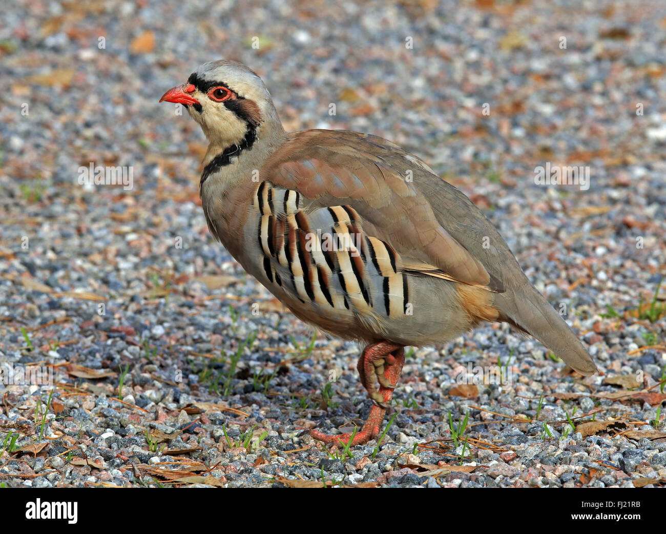 Chukar-Rebhuhn, Alectoris chukar Stockfoto