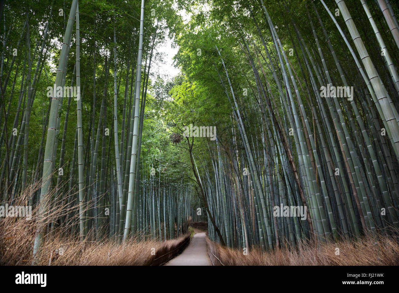 Japan bambus landschaft -Fotos und -Bildmaterial in hoher Auflsung  Alamy
