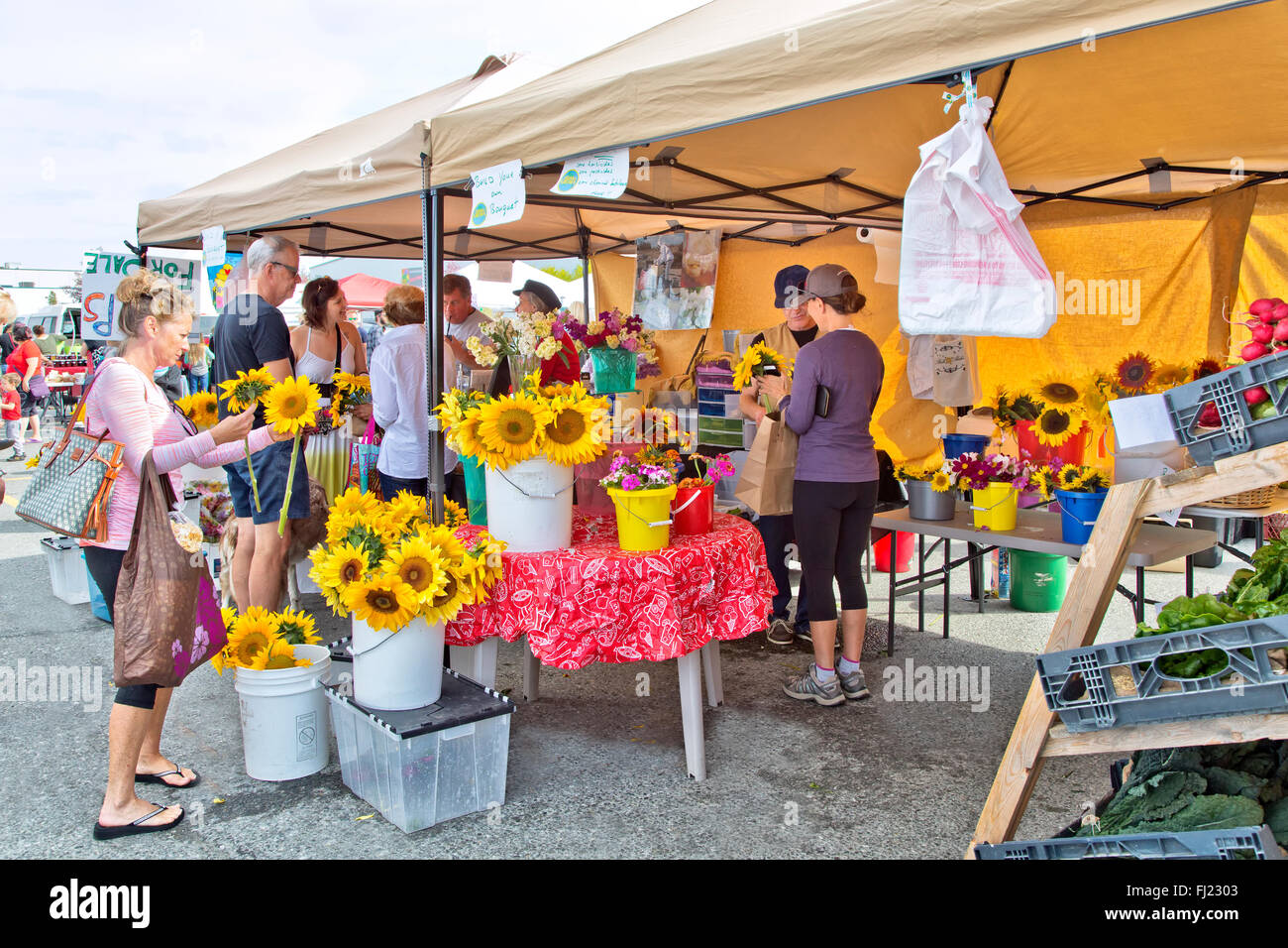 Shopper Wahl bunte Sonnenblumen, Blattgemüse, South Anchorage Bauernmarkt. Stockfoto