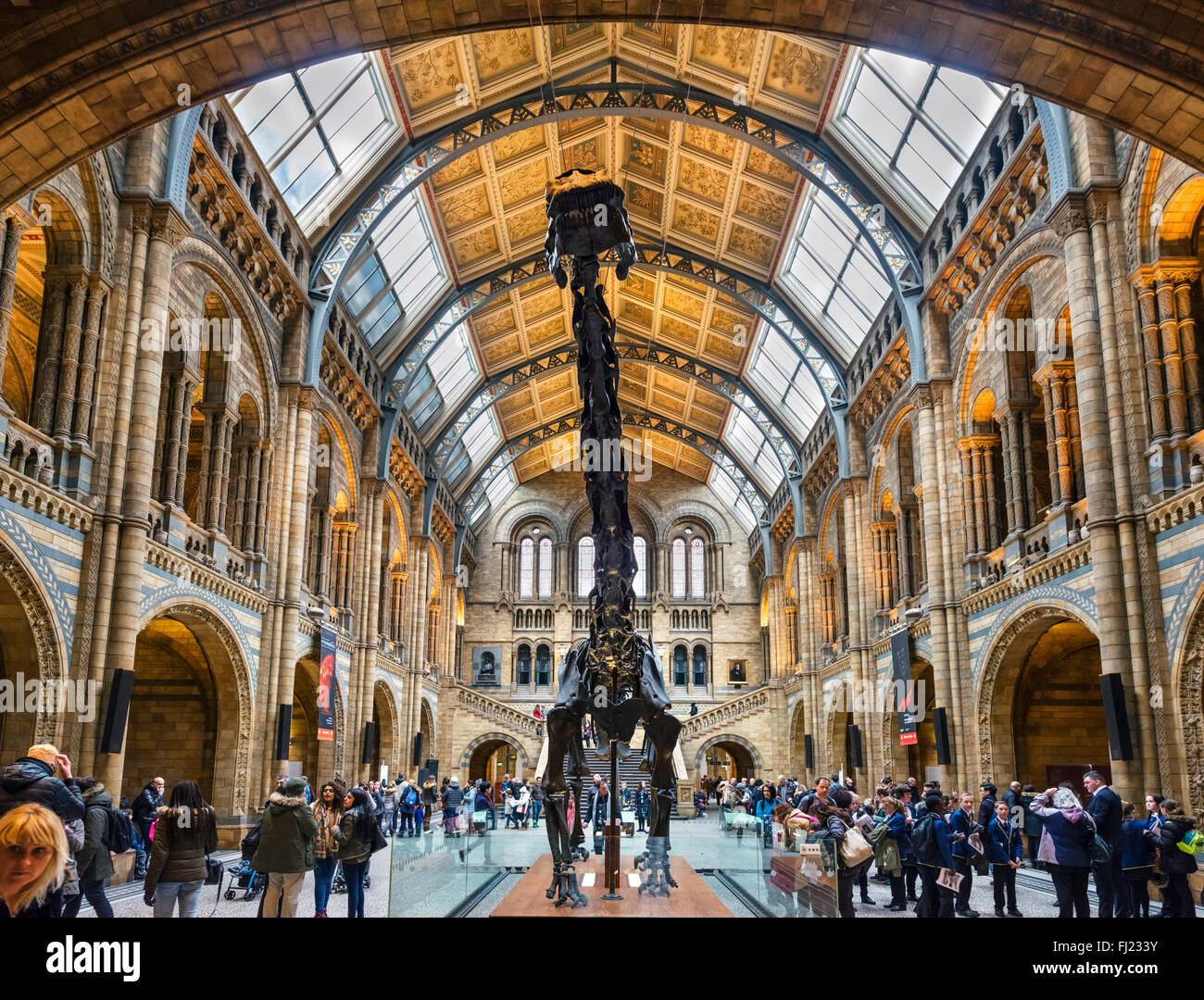 Hintze Halle mit "Dippy" der Diplodocus, eine fossile Skelett Besetzung, Natural History Museum, South Kensington, London, England, UK Stockfoto
