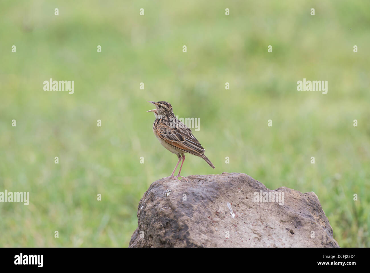 Rufous-Himalaja-Lerche (Mirafra Africana) Anzeige von abwechselnd singen und machen kurze Flüge von einem felsigen Hügel. Stockfoto