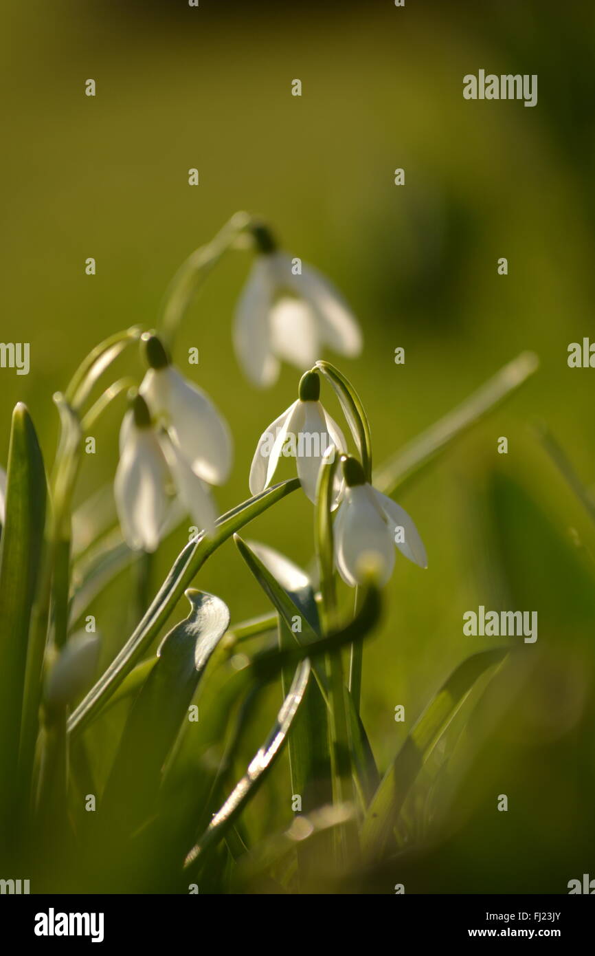 Galanthus, Schneeglöckchen Stockfoto