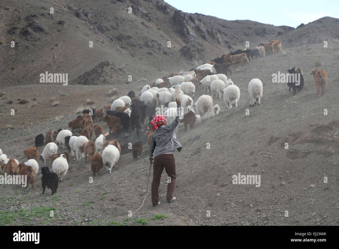 Mongolei Hirte in der Mitte von Nirgendwo mit Tieren Stockfoto
