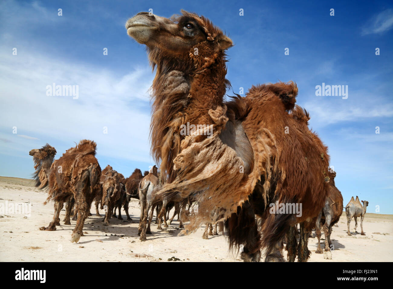 Mongolei wilde Kamele Stockfoto