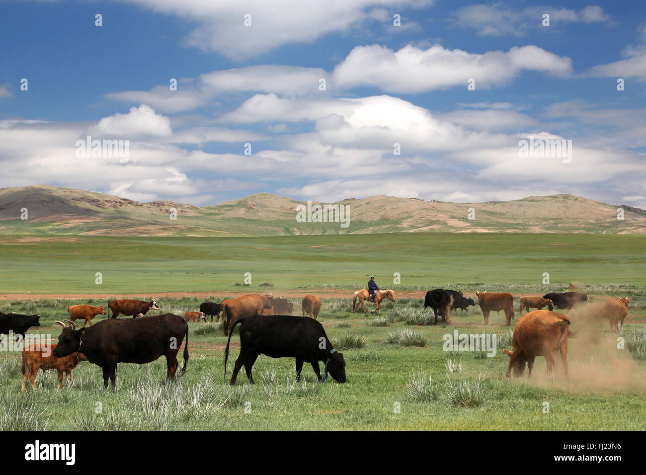 Mongolei grüne Landschaft mit Pferden und Kühen Stockfoto