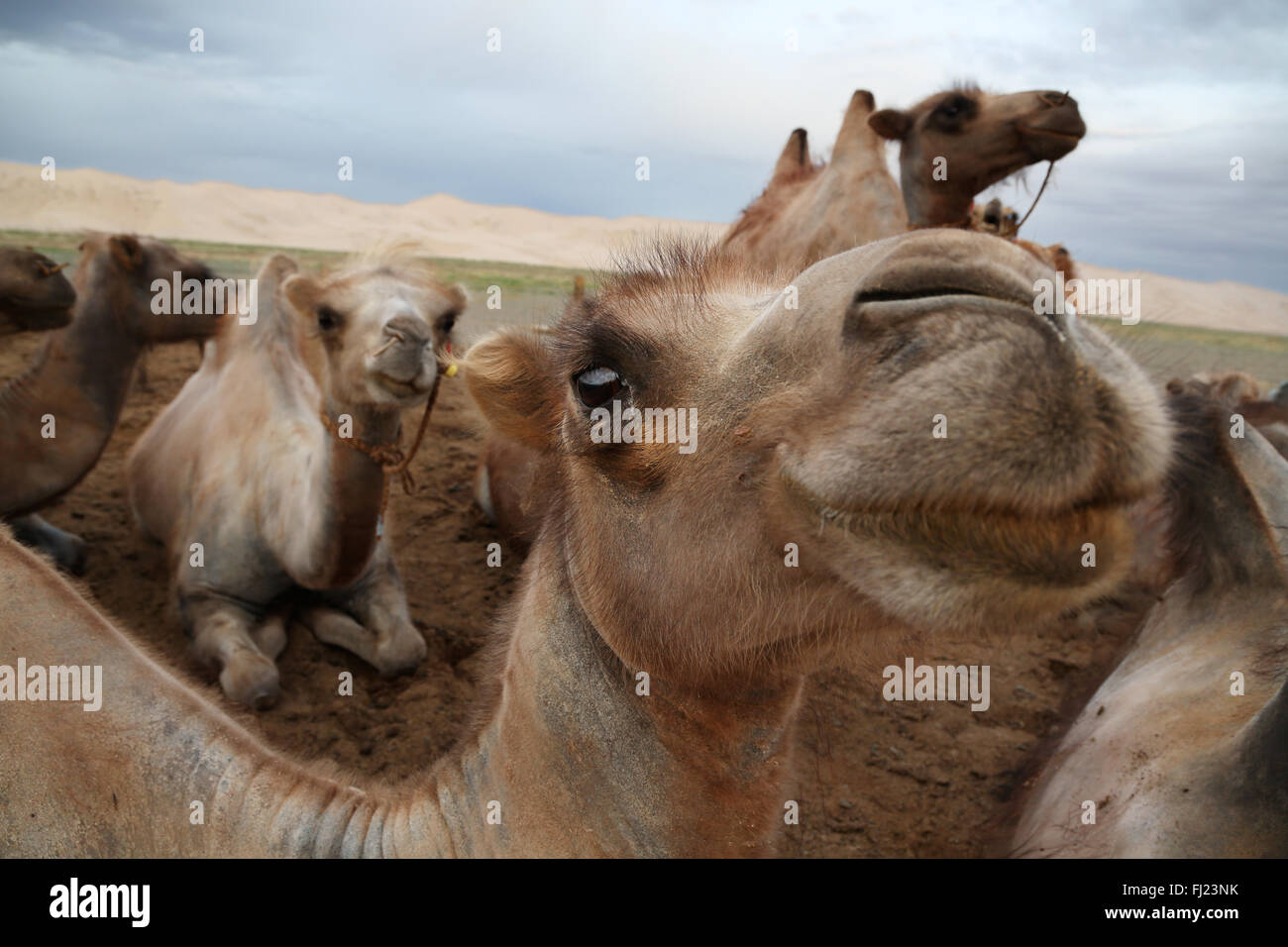 Wilde Kamele in der Wüste Gobi, Mongolei Stockfoto