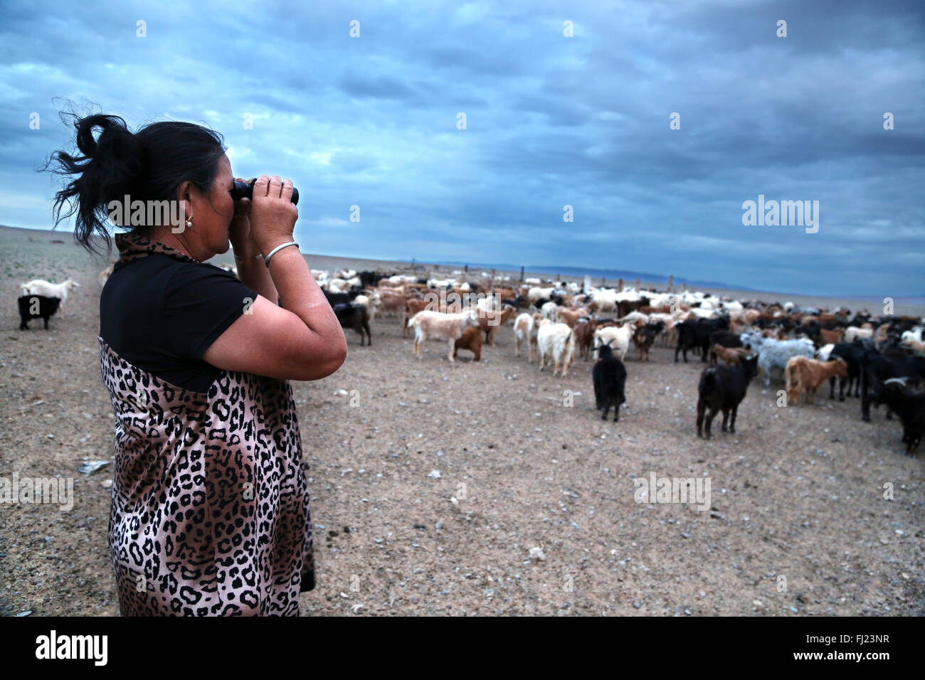Nomad Frau an ihrem Vieh auf der Suche mit dem Fernglas durch Sonnenuntergang in der Wüste Gobi, Mongolei Stockfoto