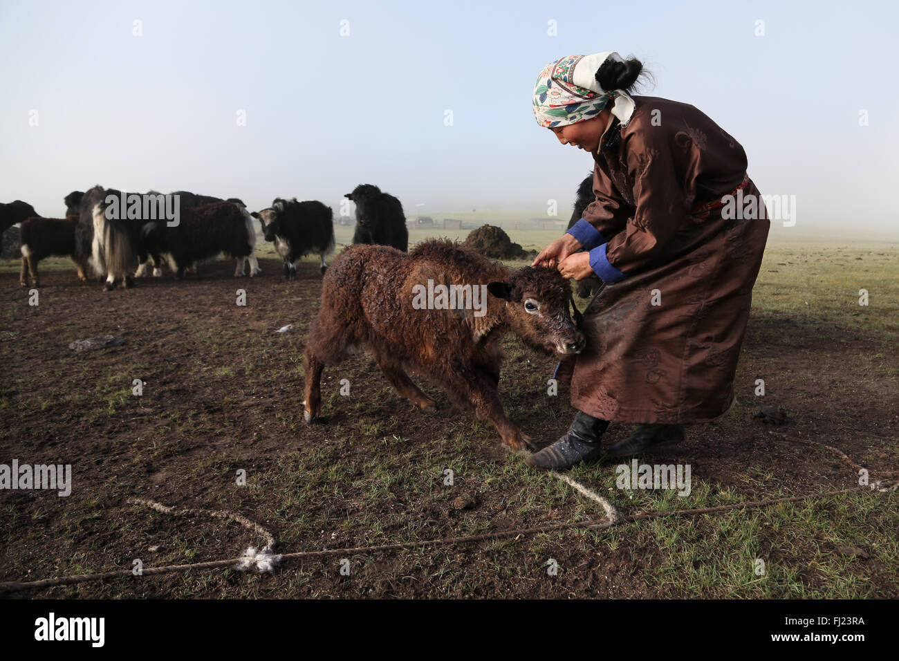 Yaks im Camp der Nomaden in der Mongolei Stockfoto
