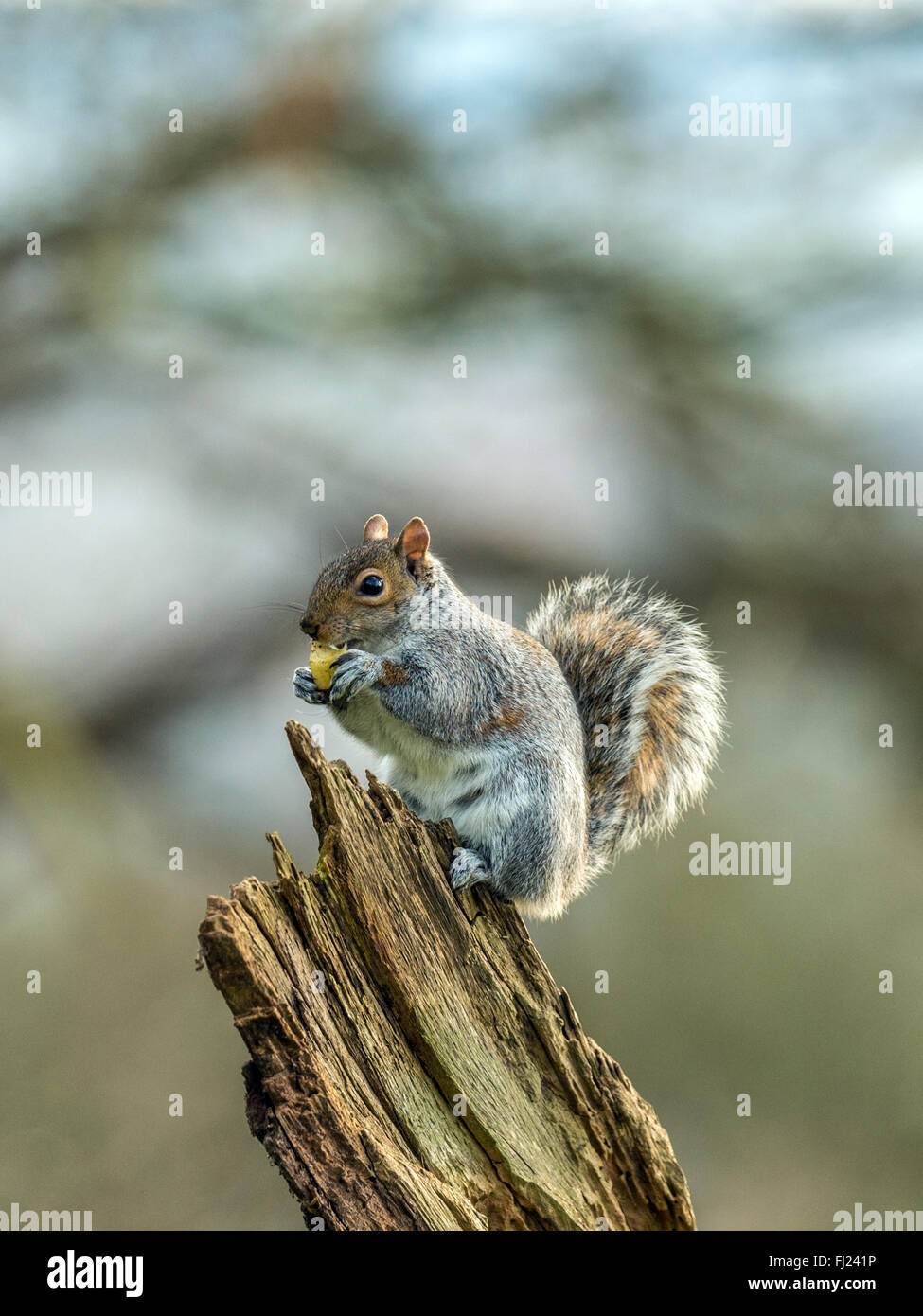 Einzelne graue Eichhörnchen (Sciurus Carolinensis) Nahrungssuche in natürlichen Wäldern ländlicher Umgebung. 'Aufrecht, posiert auf einem Holzscheit' Stockfoto