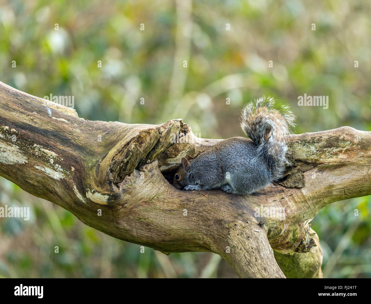 Einzelne graue Eichhörnchen (Sciurus Carolinensis) Nahrungssuche in natürlichen Wäldern ländlicher Umgebung. 'Suche in ein Holzscheit' Stockfoto