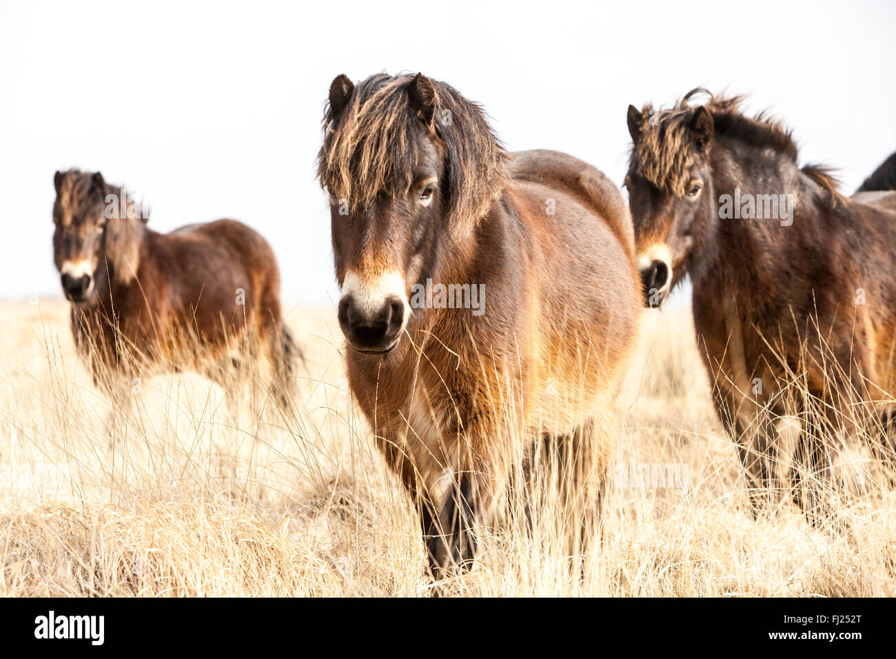 Wild Exmoor pony Herde auf exmoor in North Devon Stockfoto