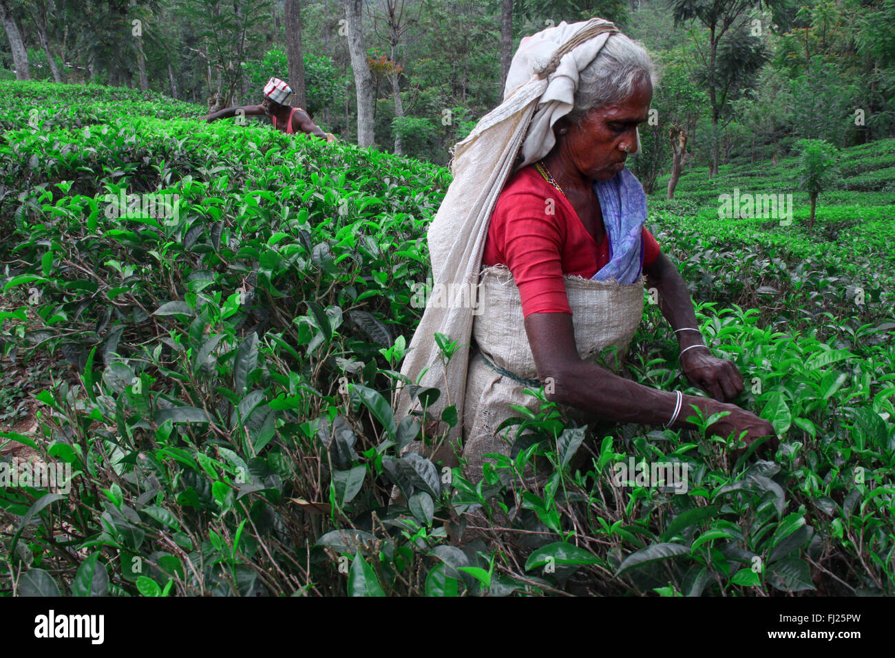 Frauen in Kaffee Immobilien in Sri Lanka arbeiten Stockfoto