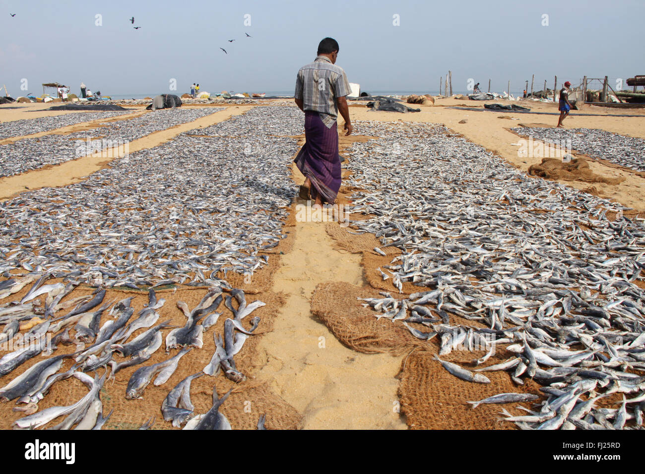 Die traditionelle Fischerei/Fischer in Sri Lanka Stockfoto