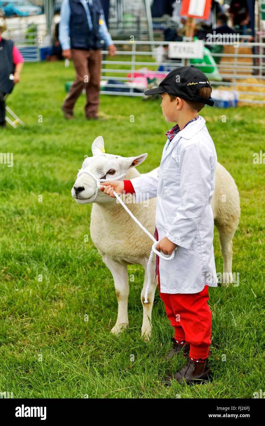 Ein kleiner Junge hat seine Schafe, gerichtet an die 2015 Gillingham & Shaftesbury Agricultural Show, Dorset, Vereinigtes Königreich. Stockfoto
