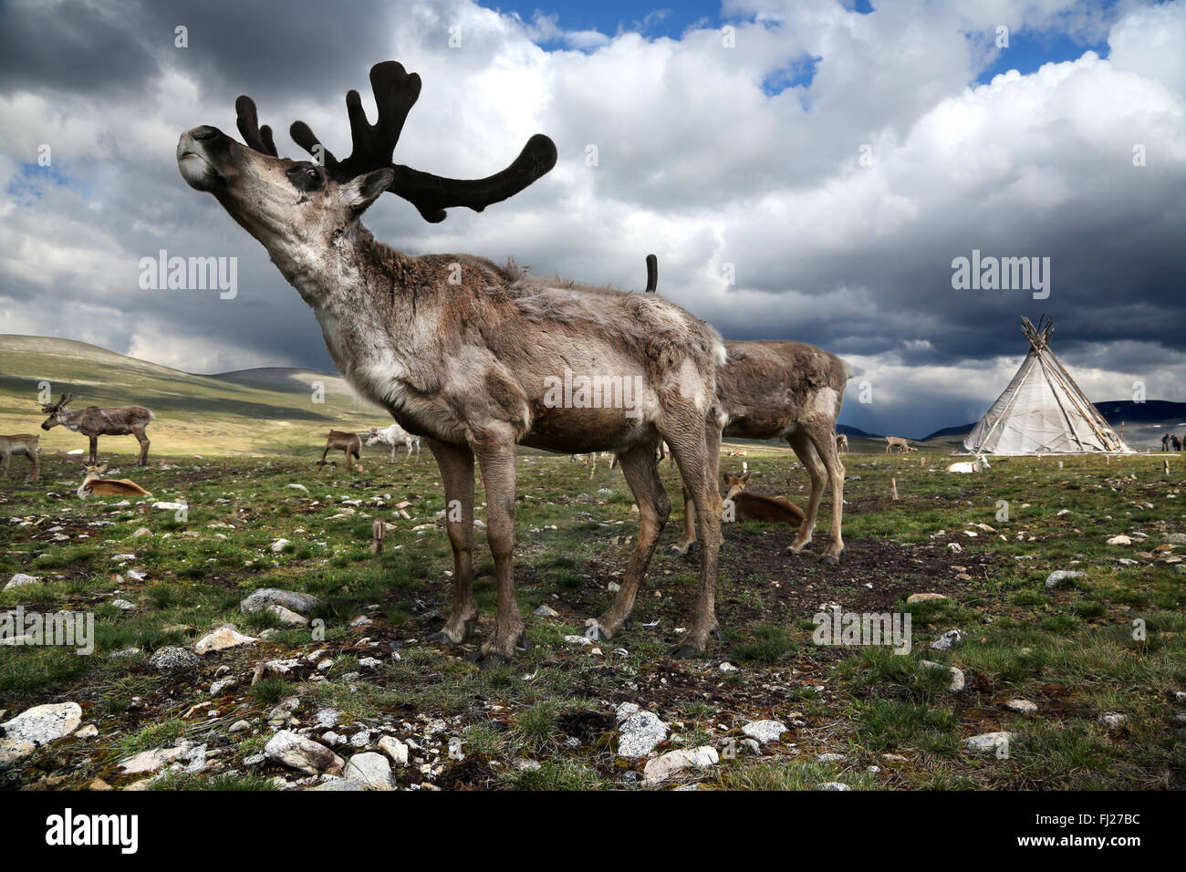 Tsaatan Dukha, nomadischen Rentier Hirten, Mongolei Stockfoto
