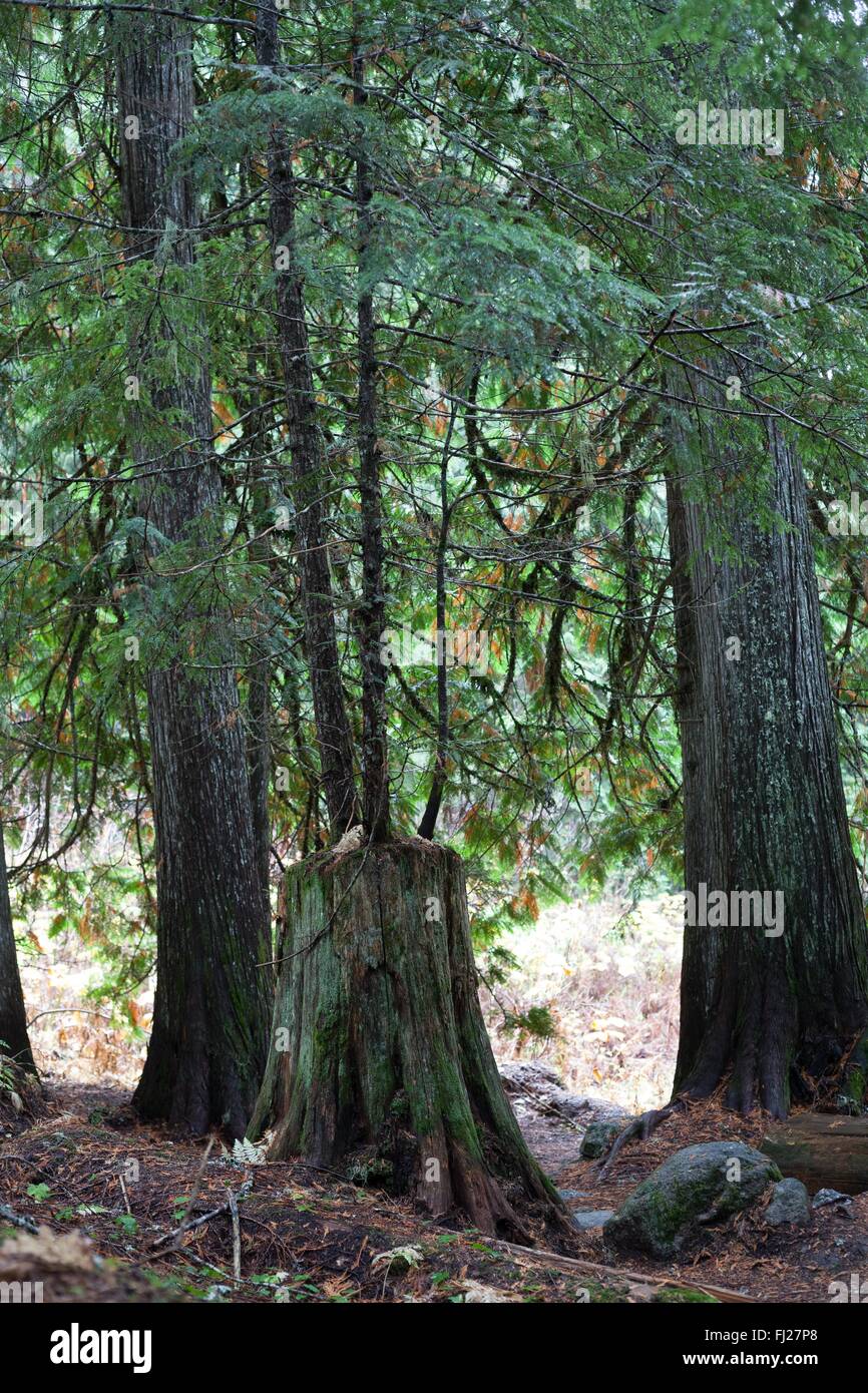 Zedernwald, uralten Bäumen des Kootney Region British Columbia, eine natürliche Schönheit Stockfoto