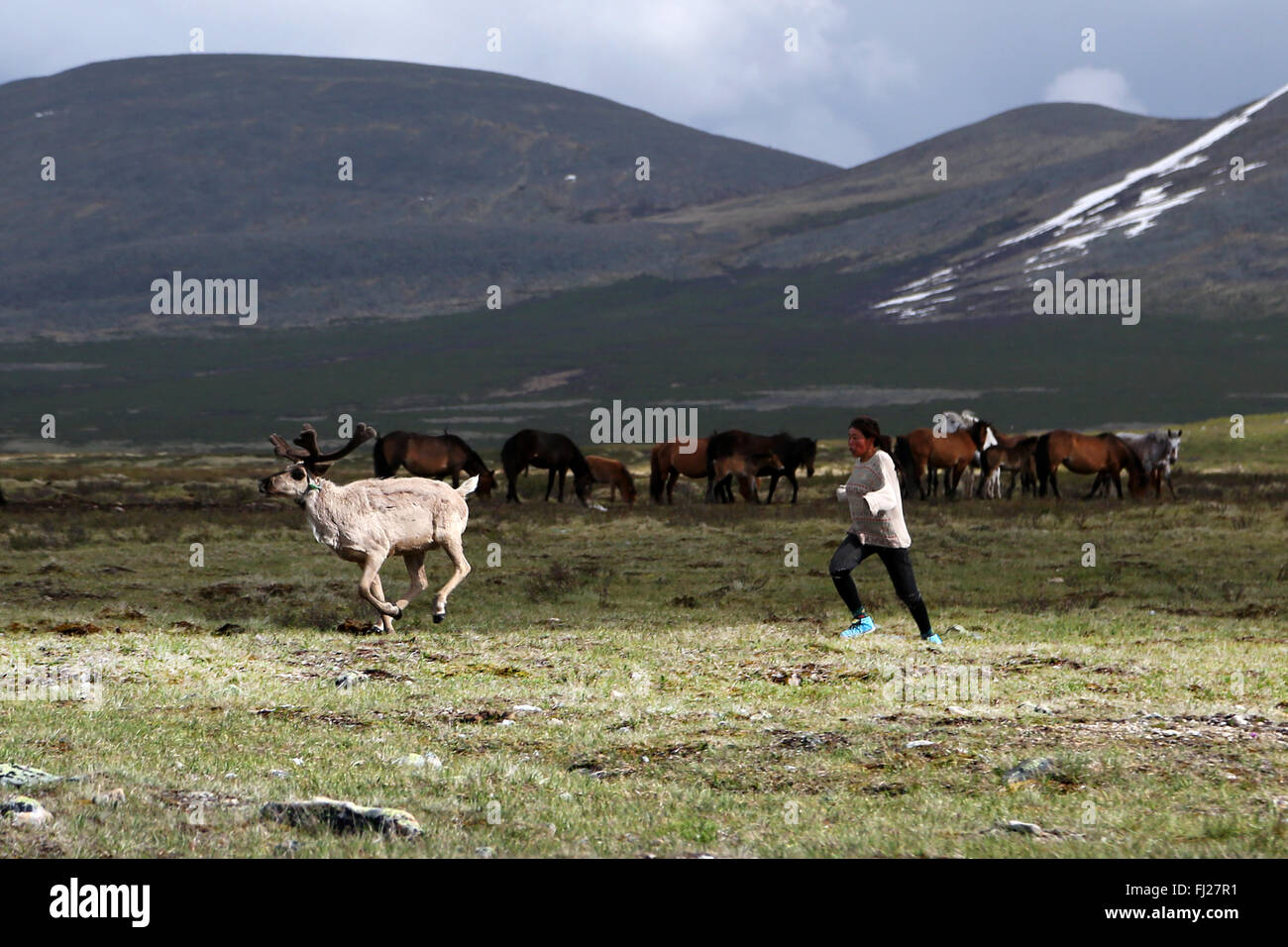 Frau, die nach dem Rentier,, Tsaatan Dukha, nomadischen Rentier Hirten, Mongolei Stockfoto