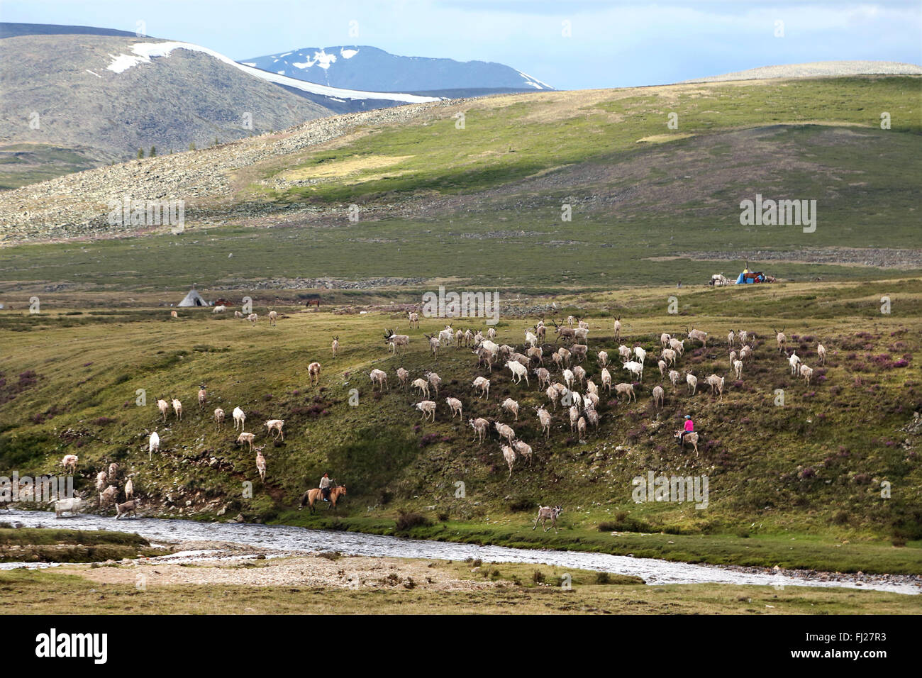 Gruppe von Rentieren,, Tsaatan Dukha, nomadischen Rentier Hirten, Mongolei Stockfoto