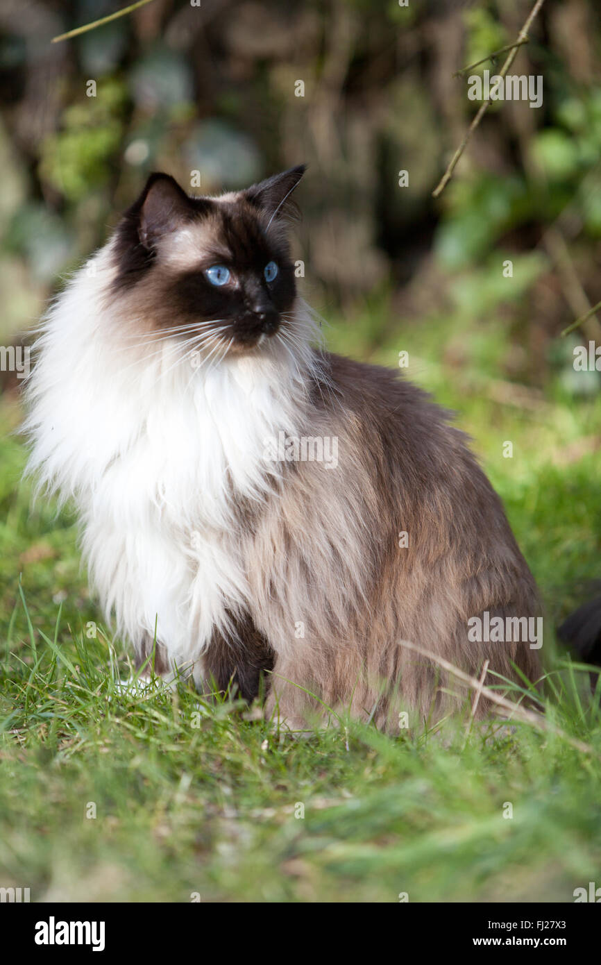 Seal Mitted Ragdoll Katze im Garten Stockfoto