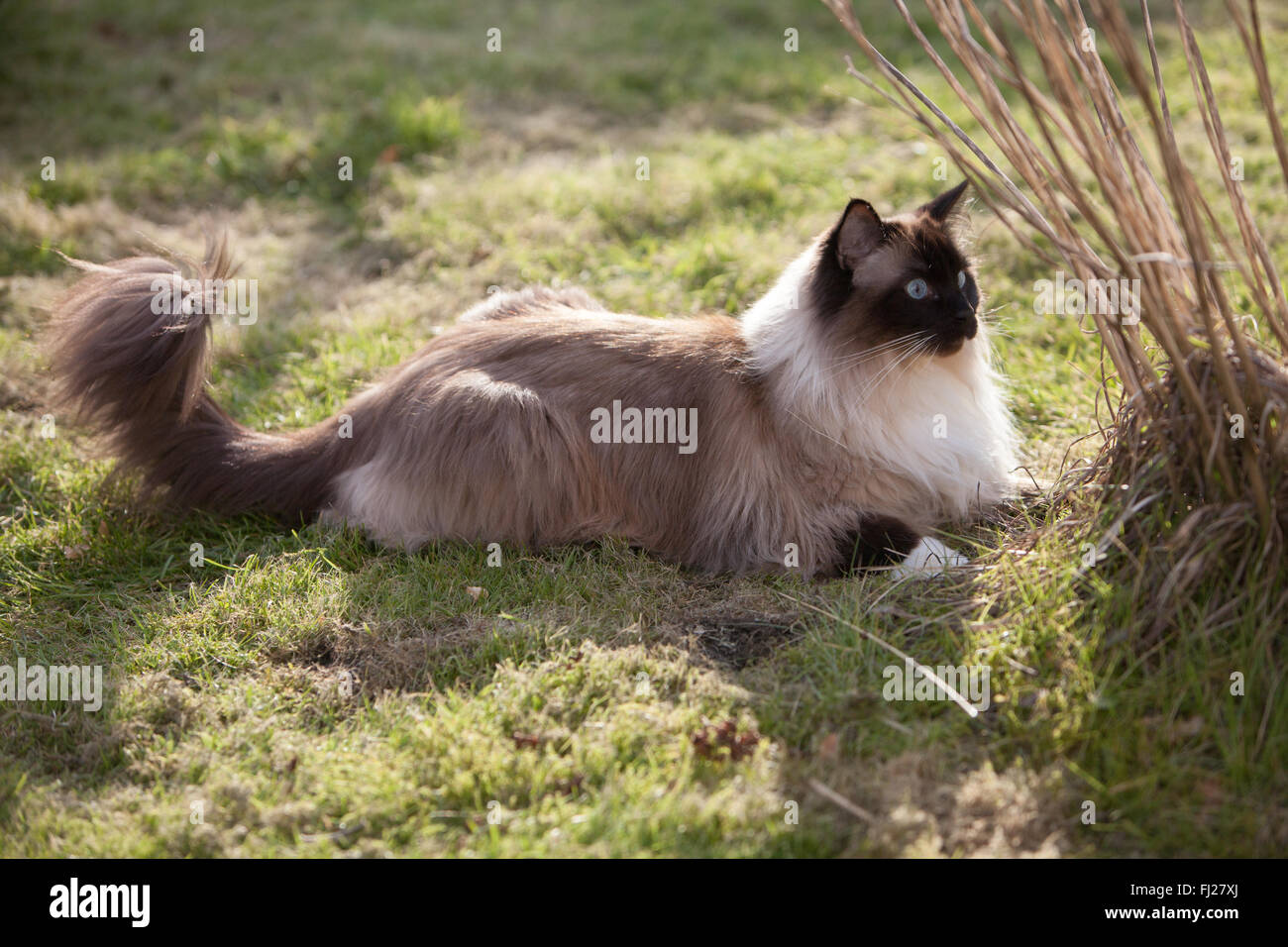 Seal Mitted Ragdoll Katze im Garten Stockfoto