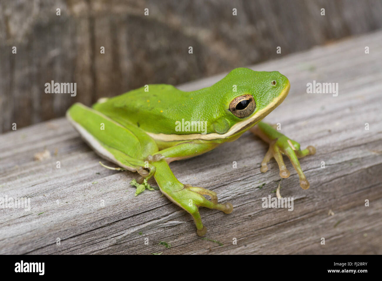 Ein kleiner Frosch liegt am Rande eines Zauns Stockfoto
