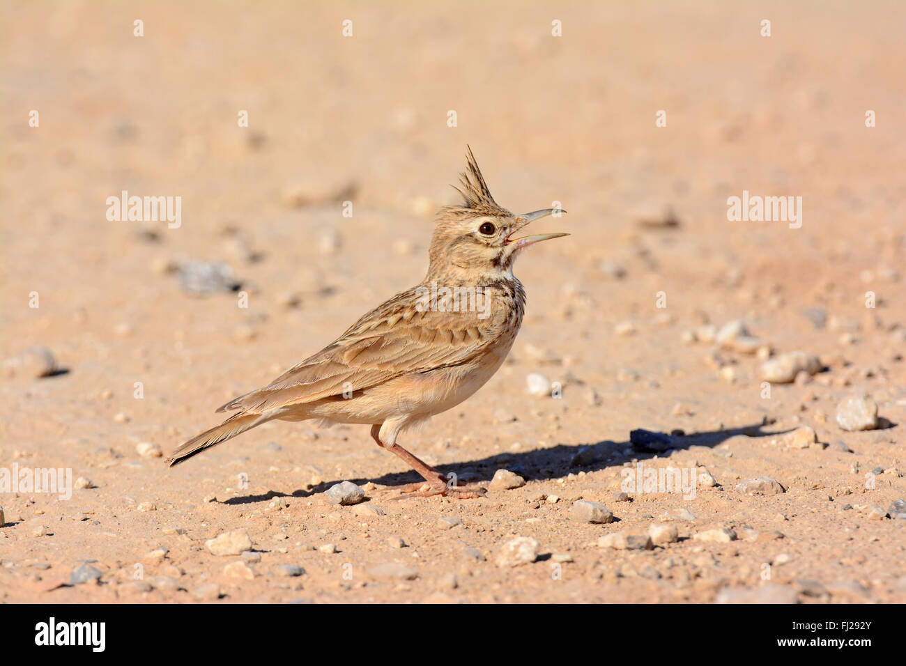 Erklommene Lerche singt Galerida cristata Stockfoto