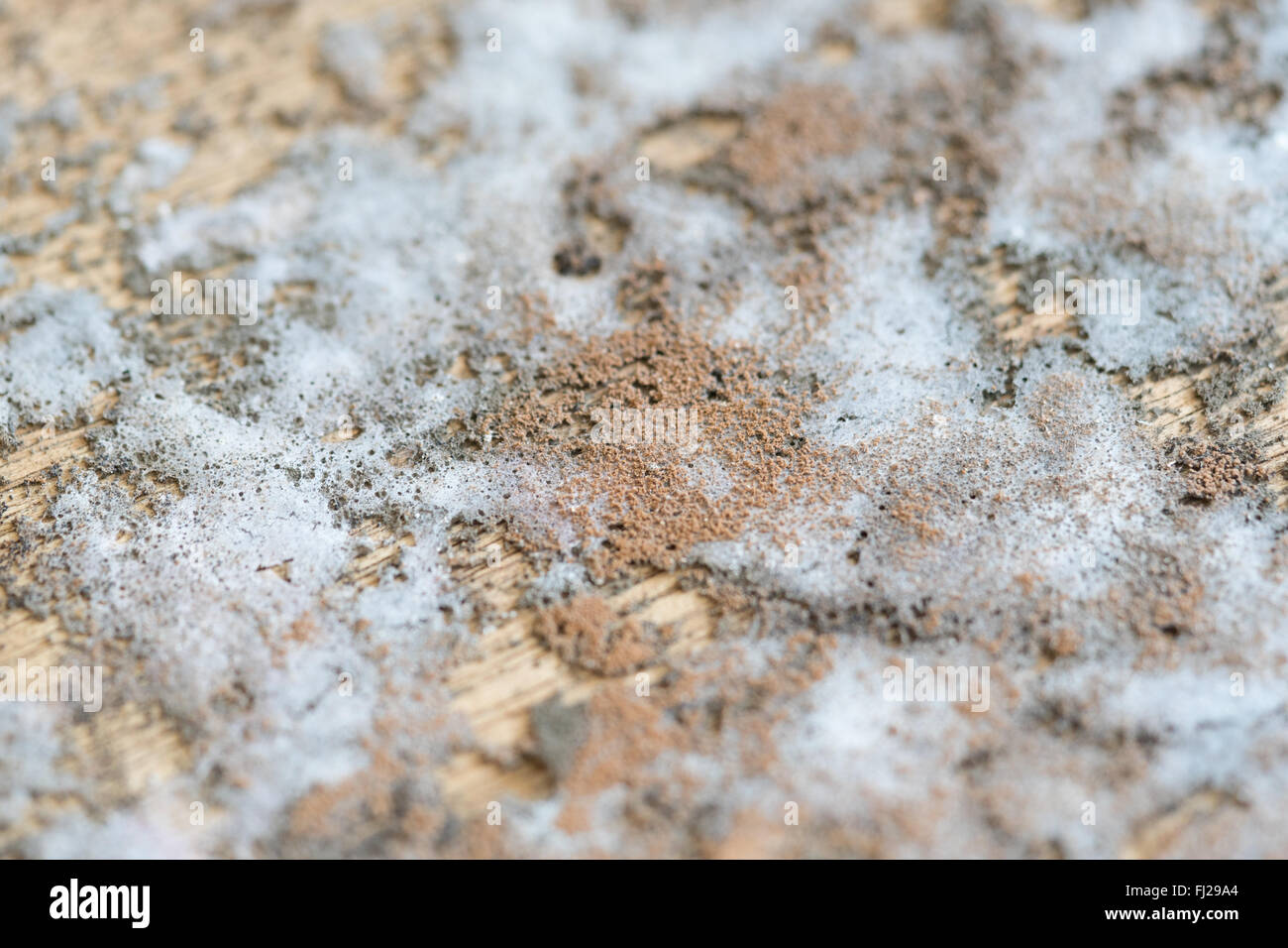 Textur der Dicke Schimmel auf Holz Stockfoto
