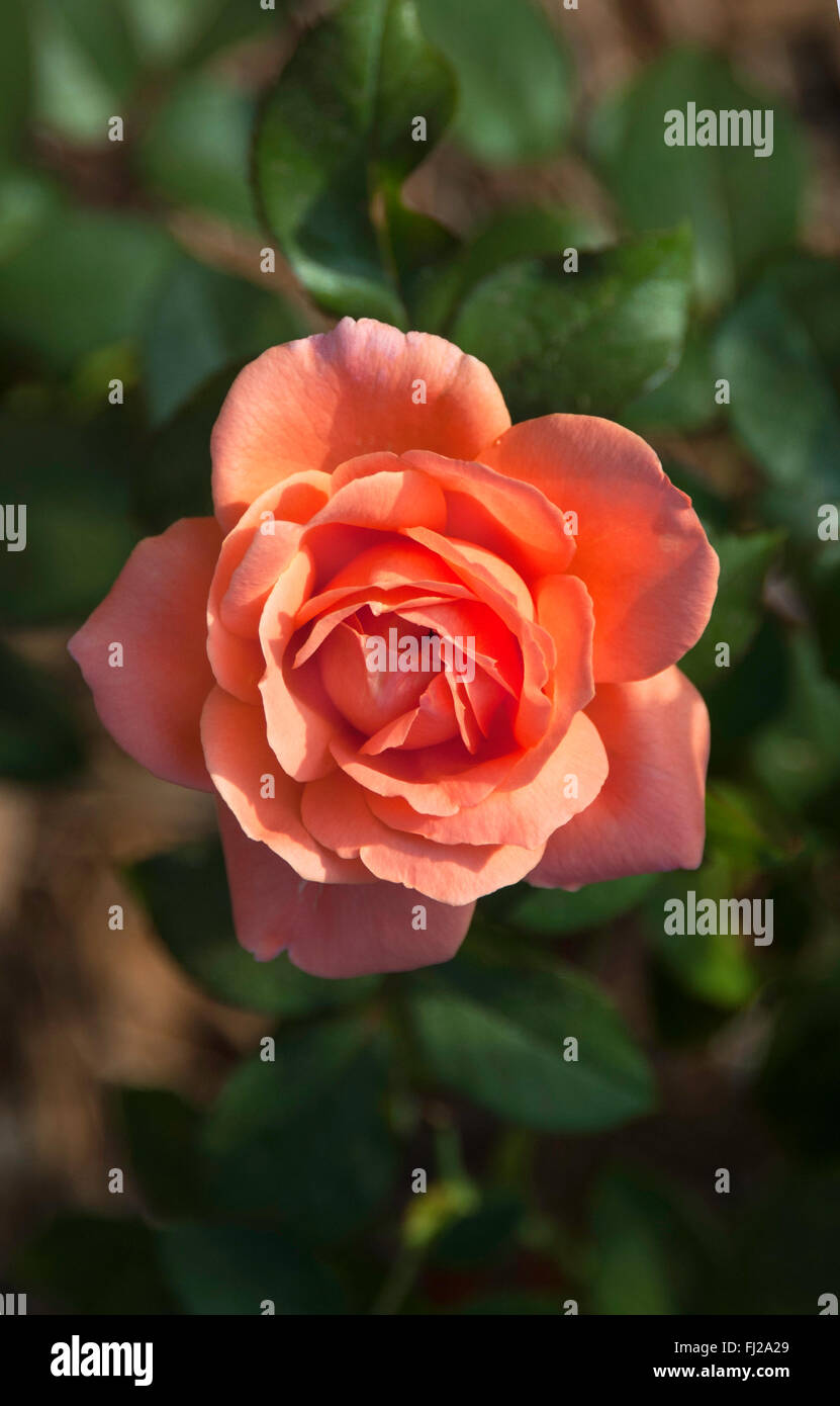 Rosa süßen Duft, Grandiflora, rosa, Stockfoto