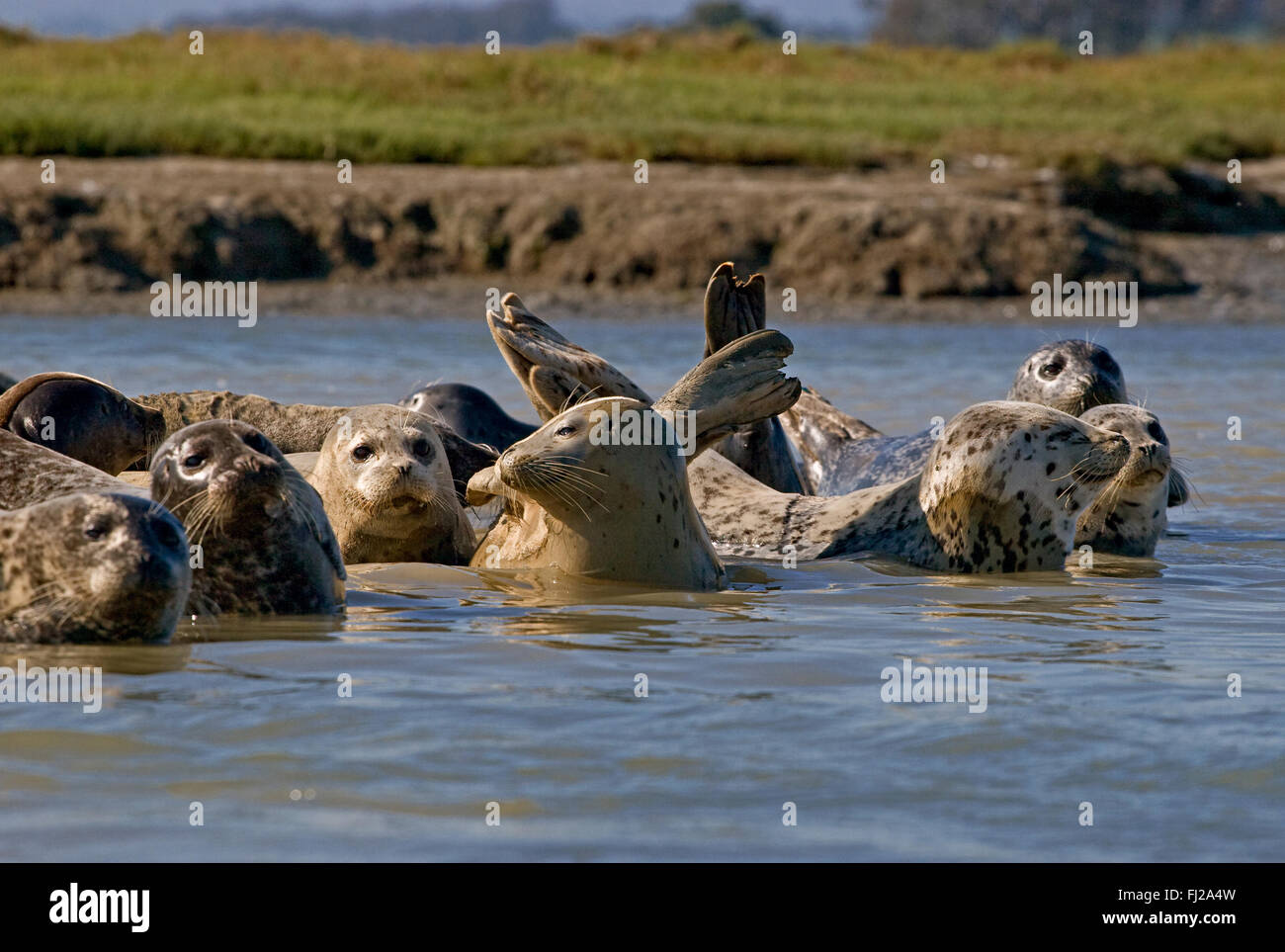 SEEHUNDE (PHOCA VITALUNA) eine gefährdete Spezies in den Gewässern der ELKHORN SLOUGH - MOSS LANDING, CA Stockfoto