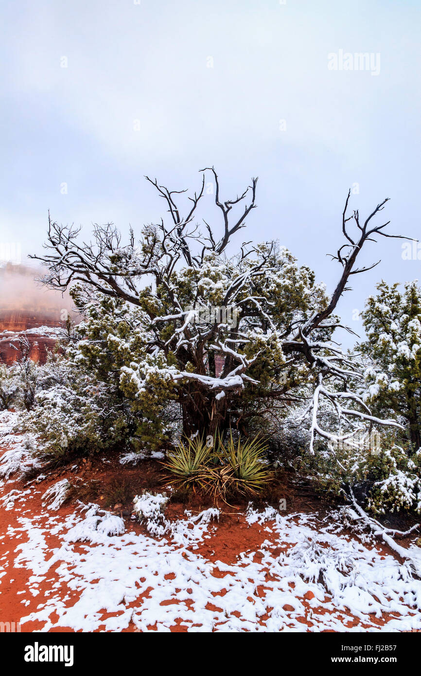 Native Wüstenpflanzen, bedeckt mit Schnee aus den letzten Sturm, Bewachung, rote Standstone Butte und Wolken in Sedona, Arizona. Stockfoto