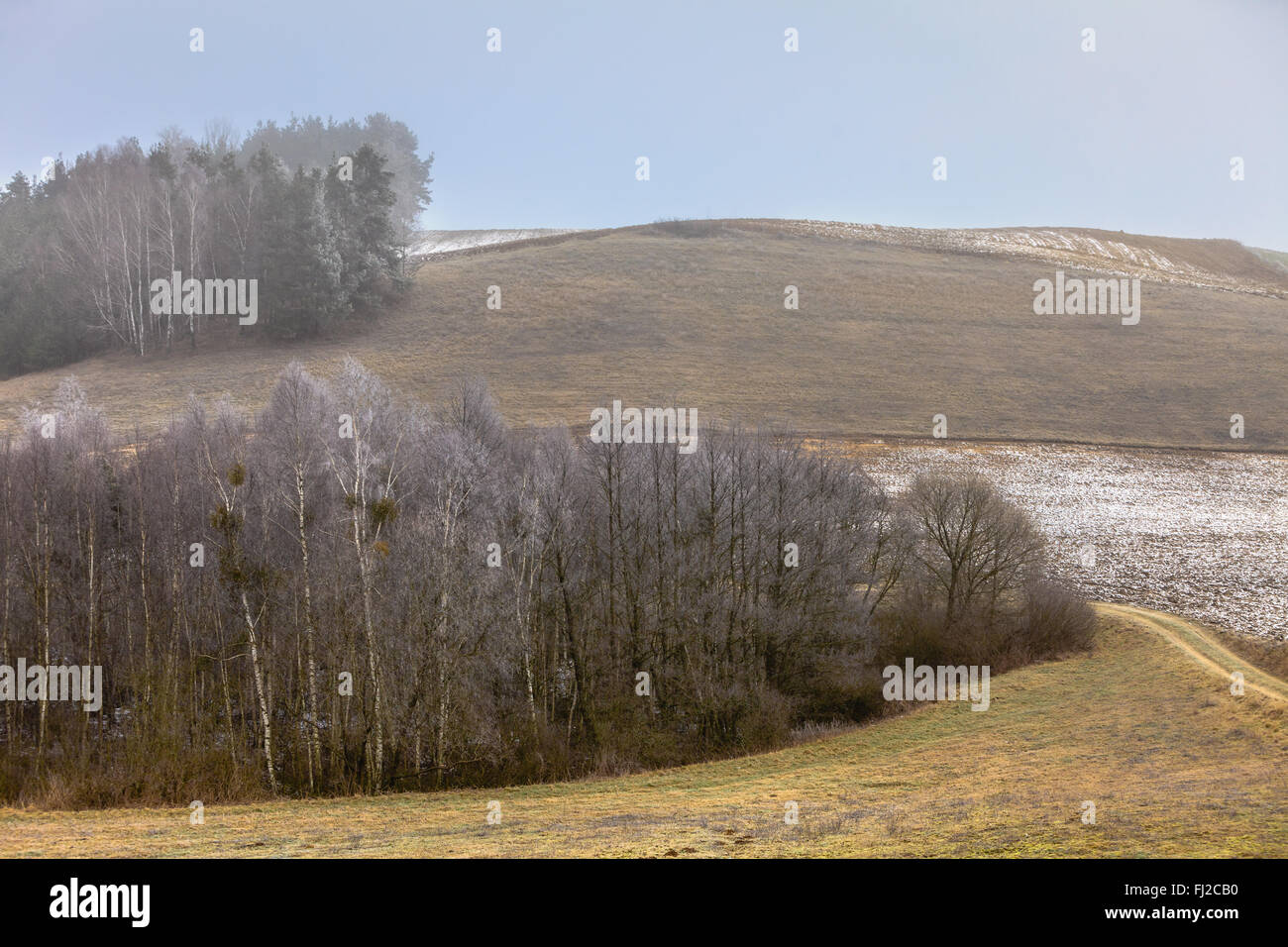 Natur, Herbst oder Winter-Landschaft. Landschaft anzeigen frostigen hügeligen Felder mit Bäumen bedeckten nebligen Tag Stockfoto