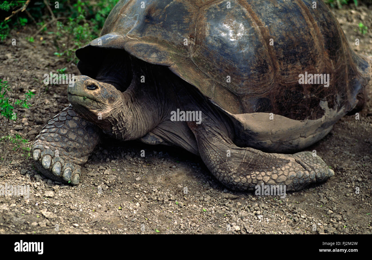 Die RIESENSCHILDKRÖTE (Geochelone Elephantopus) lebt auf 150 Jahre - ISLA ISABELLA, GALAPAGOS-Inseln, ECUADOR Stockfoto