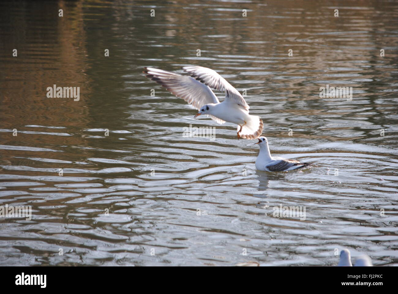 Möwe im Flug über das Wasser Stockfoto