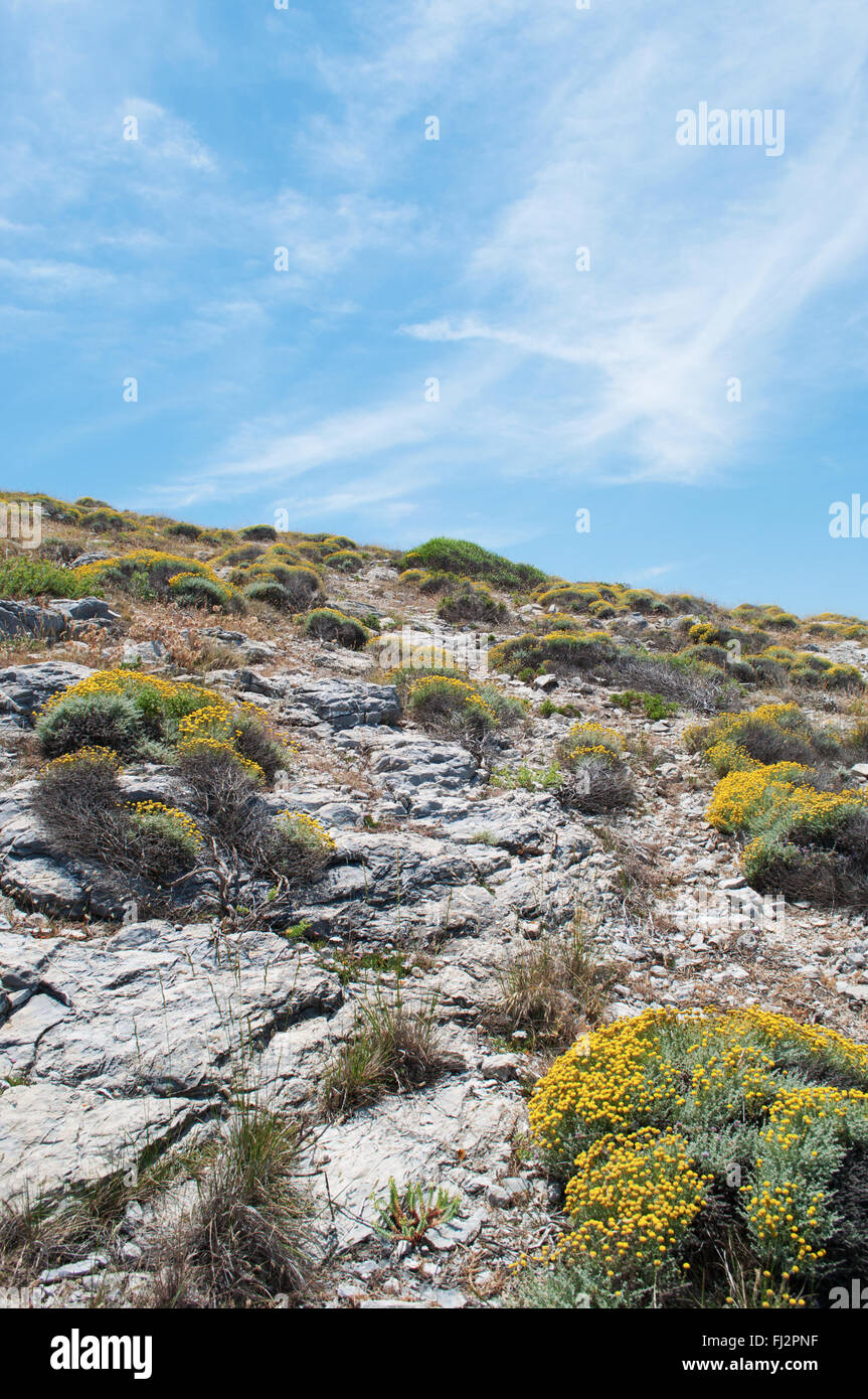 Menorca, Balearen, Spanien: Mediterrane Macchia und blauer Himmel im Nordosten der Insel Stockfoto