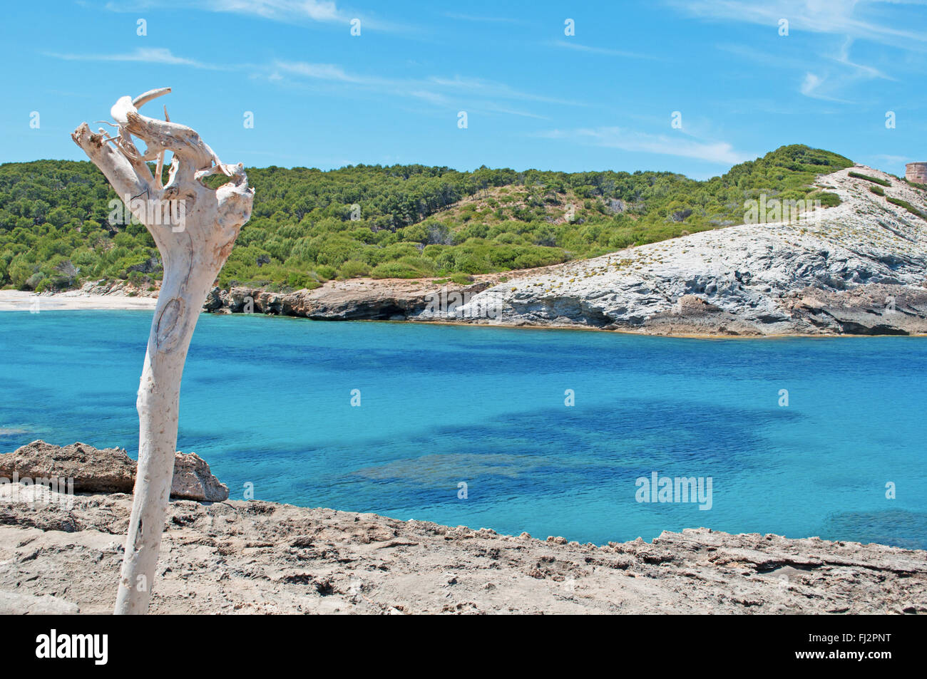 Mallorca, Balearen, Spanien: ein toter Brench und Blick auf mediterranen Macchia in Cala Matzoc, menschenleeren Strand Stockfoto