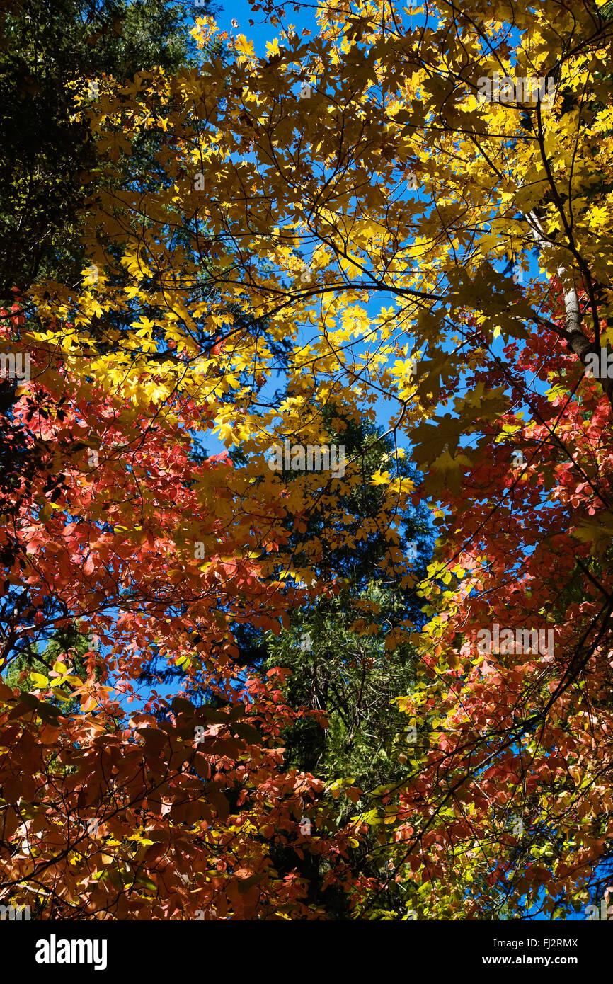 HARTRIEGEL und AHORNBÄUME machen Farben im Herbst im YOSEMITE VALLEY - YOSEMITE Nationalpark, Kalifornien Stockfoto