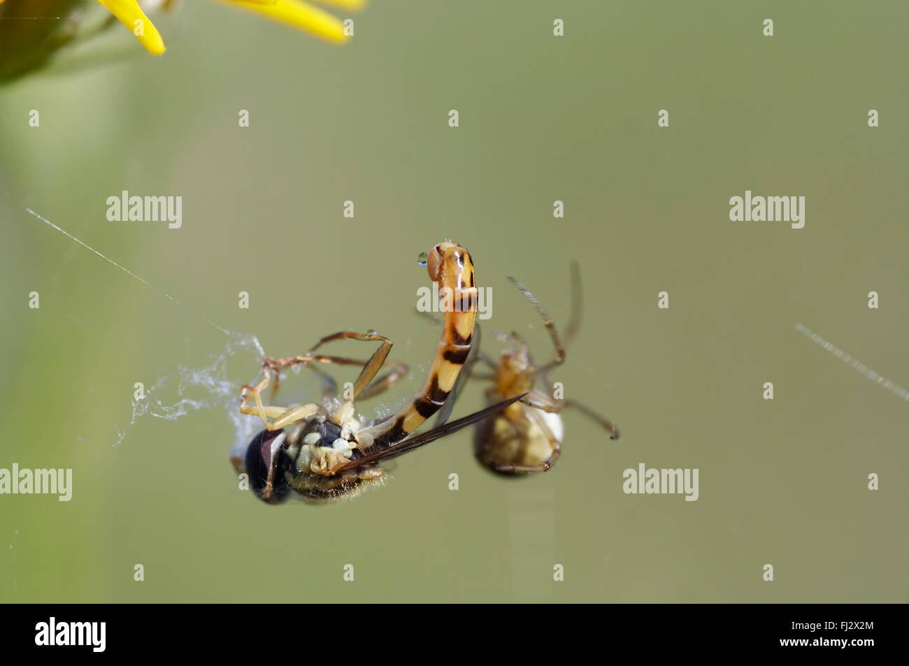 Wespe fliegen im Spinnennetz - Spinne und seine Beute Stockfoto