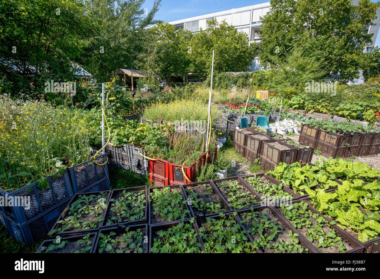 Urban Gardening, Berlin Deutschland Stockfoto
